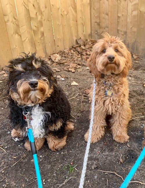 Day-training-puppies-for-a-walk