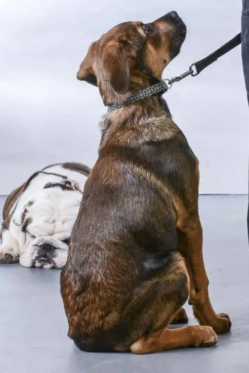 Puppy Academy_ Foundations for SuccessPuppy Academy Foundations for Success
