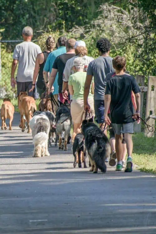The Obedient Dog_ Foundations Class