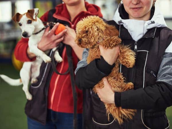 hyper dog group classes